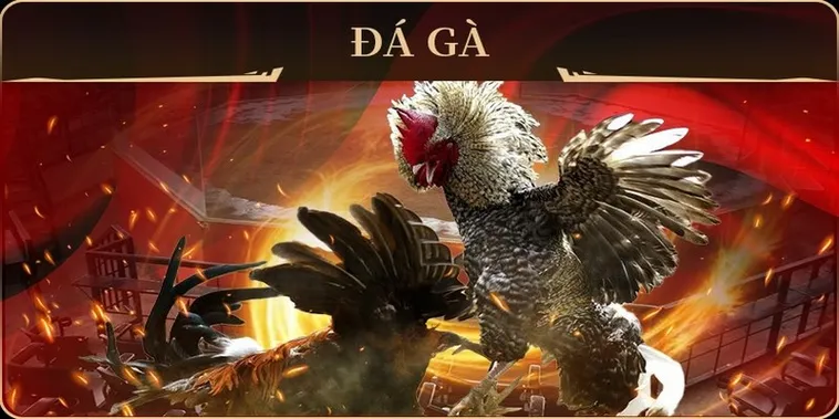Bất Bại Với Cách Chơi Đá Gà GA28 Tại SanClub Từ Sư Kê 2 Bất Bại Với Cách Chơi Đá Gà GA28 Tại SanClub Từ Sư Kê