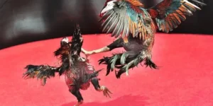 Bí Kíp Chơi Đá Gà Sabong SanClub Thắng Lớn Từ Cao Thủ