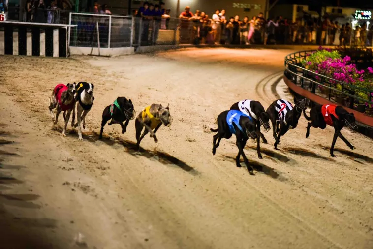 Bí Kíp Chơi Game Nhanh Đua Chó Tại SanClub Thắng Lớn 2 Bí Kíp Chơi Game Nhanh Đua Chó Tại SanClub Thắng Lớn