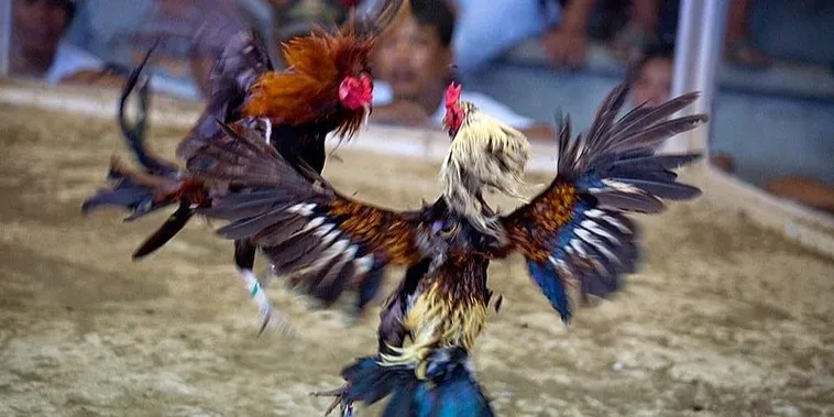 Bí Kíp Chơi Đá Gà Sabong SanClub Thắng Lớn Từ Cao Thủ